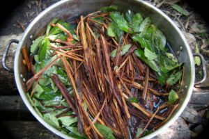 Ayahuasca, Kundalini, Klarträumen